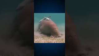 conheça o DUGONGO dugong oceano animaismarinhos curiosidades mundoanimal amizadeanimal [upl. by Cordle431]