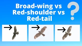 Juvenile Broadwinged Hawk vs Redshouldered Hawk vs Redtailed Hawk  Raptor Identification [upl. by Hescock270]