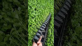 Hydro Farming in China 中国的水力农业 chinainnovation chinatechnology agriculture agrotech [upl. by Alsworth]