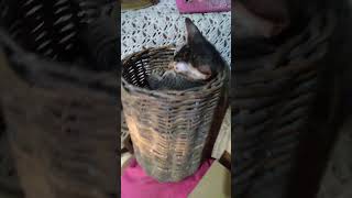 TULOG SA LOOB NG BASKET [upl. by Yllier]