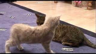 Introducing Bengal cat to a new kitten for first time [upl. by Hultgren]