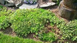 Sedum ground cover [upl. by Lindon491]