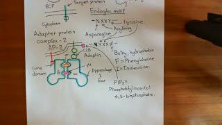 Clathrin Mediated Endocytosis and The Endocytic Pathway Part 3 [upl. by Kienan]