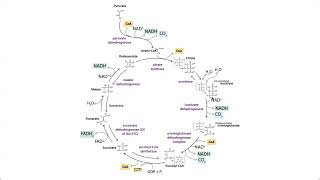 Walktalkthrough the chemistry of the TCA tricarboxylic acid cycle aka citric acid Krebs cycle [upl. by Ellehcsor]