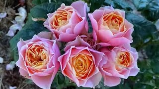 Beautiful roses flowers garden [upl. by Isbel]