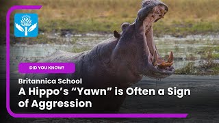 DID YOU KNOW A hippos quotyawnquot is often a sign of aggression  Britannica School [upl. by Pierette518]