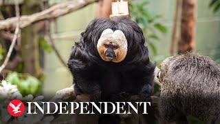 Family of Saki monkeys arrive at London Zoo for Rainforest exhibit [upl. by Al]