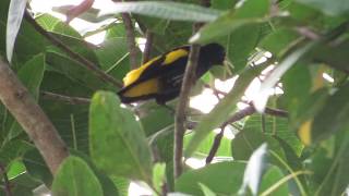 Yellowrumped Cacique mimicking other birds Cacicus cela [upl. by Bambi]