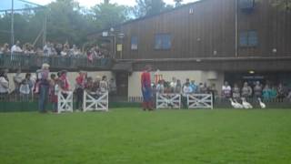 Spiderman presents The BIG Sheep Devon Duck Trialling Show [upl. by Nnaes]