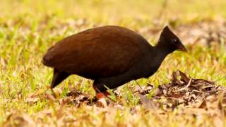 Orangefooted Scrubfowl Megapodius reinwardt  Reinwardthuhn 1 [upl. by Levy]