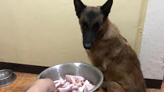 Raw food diet for my dog [upl. by Robby461]