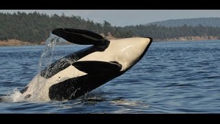 Puget Sound Express Whale Watching [upl. by Bunny287]