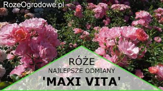 Róża rabatowa MAXI VITA® [upl. by Rhine]