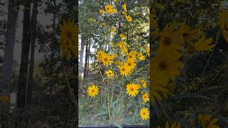 Yellow perennial sunflowers on a windy day helianthus perennialflowers windyday backyard flower [upl. by Lap]