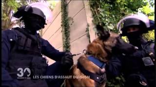 Les chiens du GIGN [upl. by Dnomde]