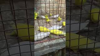 Happy budgie sounds budgielife parakeet shorts [upl. by Mildrid998]