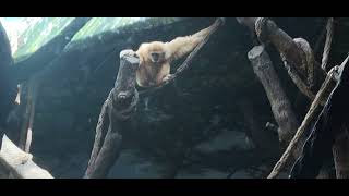 Cincinnati Zoo WhiteHanded Gibbon [upl. by Yaya]