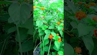 Beautiful lantana flower [upl. by Litnahc]