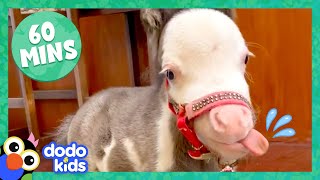 60 Minutes Of The Most Amazing Horse Stories  1 Hour Of Animal Video  Dodo Kids [upl. by Dare545]