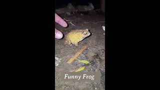 Wep wep catching frogs funny boing boing catch frogs make you laugh funny frogs catching [upl. by Ben202]