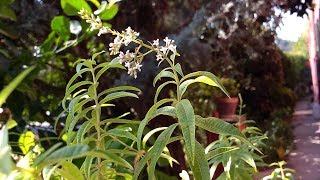 Erba Luigia Aloysia Citriodora medicinal plant [upl. by Enyamrahs]