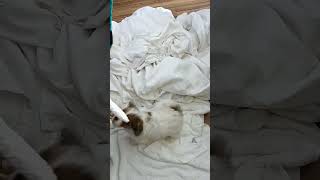 New baby shihpoo puppy 9 weeks old puppy cuteanimals shihtzu cute cutepuppy pets [upl. by Eelan]