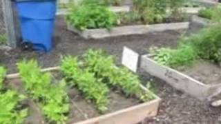 Dont Use Western Red Cedar for Raised Beds [upl. by Holden]