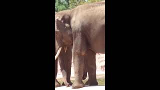 Elephantszoological park Athens [upl. by Nalahs]