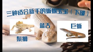 【鬃狮蜥】三种适合新手玩家饲养的蜥蜴宝宝，家说爬宠第二集下，石龙子，鬃狮，巨蜥 [upl. by Akiehsat409]