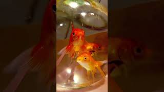 New gold fishes😊shortsgoldfishesviralfishbowl [upl. by Ennoryt]