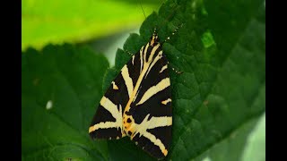 Papillon écaille chinée ou Callimorphe [upl. by Drannek719]