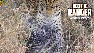 Leopard Takes On A Porcupine  African Wildlife Action [upl. by Assilana932]