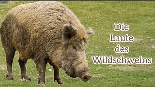 Die Geräusche des Wildschweins Tierlaute Tiergeräusche Wildschwein Grunzen LOVENATURE [upl. by Zolly]