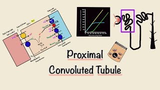 Proximal Convoluted Tubule  PCT  Nephron Transport  Transport Maximum  Renal Physiology [upl. by Murdock829]