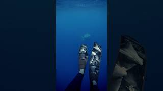 Tiger Shark Following Me😳 shark sharks tigershark thalassophobia [upl. by Radie414]