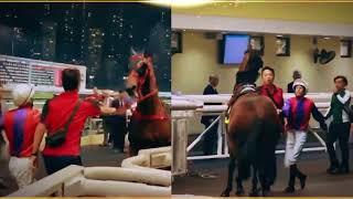 安熠 ENSHINE  亮相圈內煩躁不安 離開亮相圈後撞欄  being fractious in the Parade Ring crashed with a rail afterwards [upl. by Gizela614]