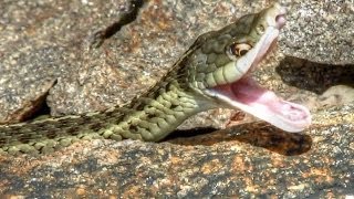 Garter Snake Hunting For Dinner [upl. by Tiraj]