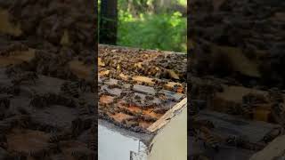 Look at this Brood honeybees beekeeperslife beekeeping beekeeper honey [upl. by Aimil62]