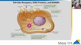 Micro 111 Ch1545 Phagocytosis Interferon Natural Killer Cells TollLike Receptors [upl. by Sivrad844]