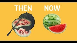 What fruits and vegetables looked like before we domesticated them [upl. by Dutchman382]