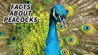 Peacock Facts FACTS about PEAFOWL 🦚 Animal Fact Files [upl. by Altheta]