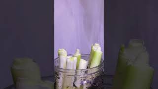 青蔥の縮時攝影✨ nurse 種菜 蔥 種植 園藝 seed plant 縮時攝影 onion scallion timelapse grow photography [upl. by Mcgrody]