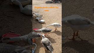 Kajana ducks for sale 9848335357 birds [upl. by Weeks98]