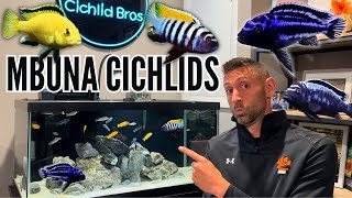 How to Keep Mbuna Cichlids  Care Guide amp Species Profile [upl. by Eisnyl]