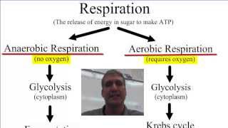 Anaerobic vs Aerobic Respiration [upl. by Dranoc]