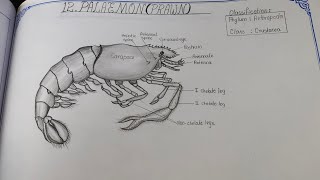 Drawing PRAWN PALAEMON in easy steps [upl. by Devona415]