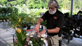 How to deadhead your annuals amp perennials [upl. by Theta750]