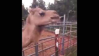 Viral video of Camel chews off Woman’s Hair When She Tries to Take a Selfie With It [upl. by Demb]