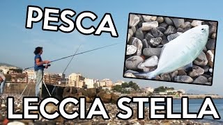 La PESCA alla LECCIA STELLA in mare da riva  spiaggia CON LA CANNA MULINELLO e BIGATTINI [upl. by Zosima]