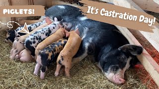 CASTRATING DUROC  BERKSHIRE PIGLETS AND PREGNANT GOATS  Hectic day on the farm [upl. by Fishback]